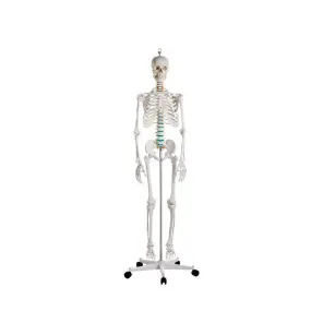 Pełnowymiarowy szkielet anatomiczny człowieka 178 cm